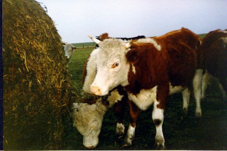 Campo Uruguayo